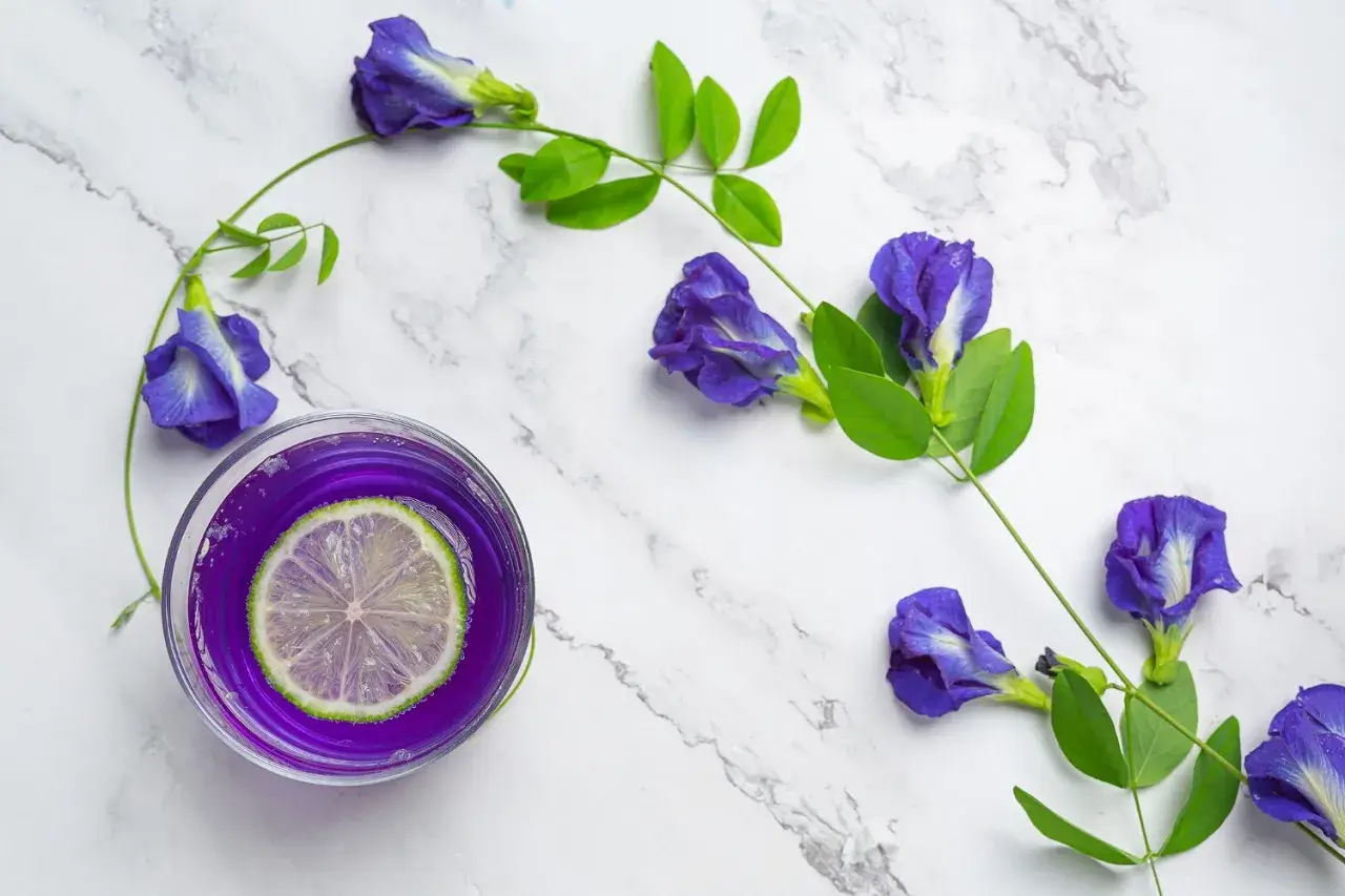 butterfly pea flower tea side effects