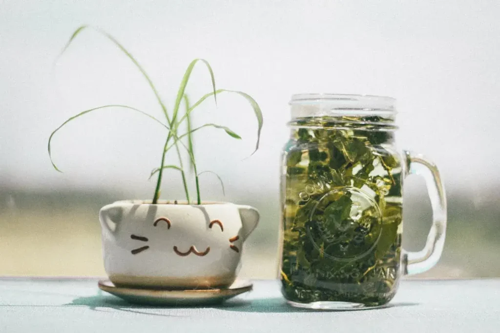 where to buy green neko tea