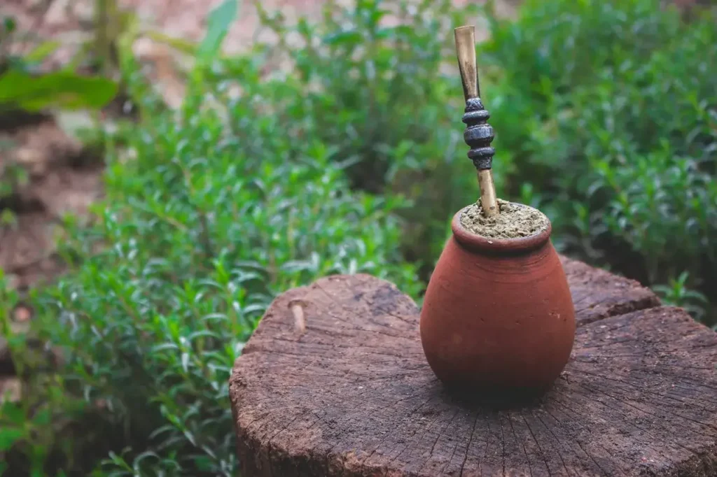 yerba mate what is it